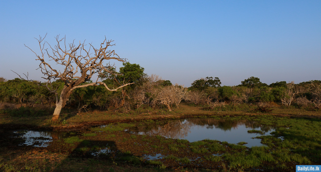 Yala National Park